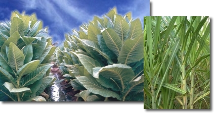 Cultivos Tropicales I (ca�a y Tabaco)