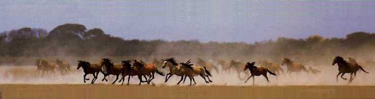 wild_horses.jpg (12278 bytes)