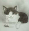 catpatches.jpg (175151 bytes)