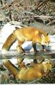 FOX2.jpg (4281 bytes)