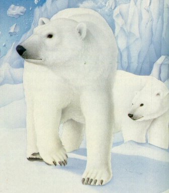 polar bears