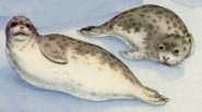 seals
