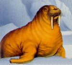 walrus
