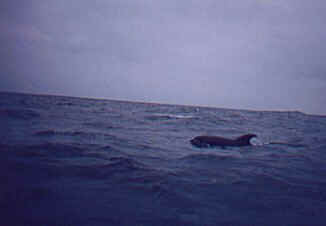 Isla Damas - Santuario de Delfines