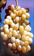 Uvas de Exportacin