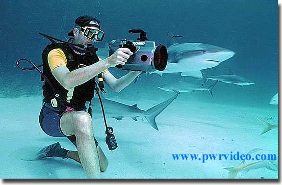 meshark.jpg