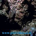 eel04.jpg