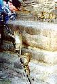 monkeys1.jpg