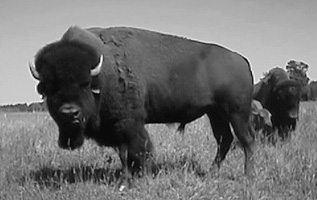 Save the Buffalo!