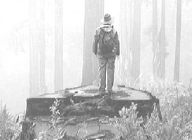 stop clearcutting OLD GROWTH!