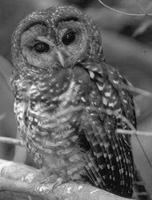 Help save the Spotted Owl!