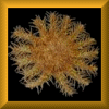 mira.gif (38337 bytes)
