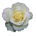 Rose06.gif (5818 bytes)