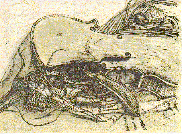 VIOLIN