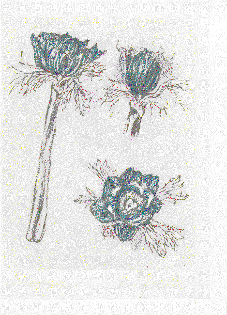 Anemone