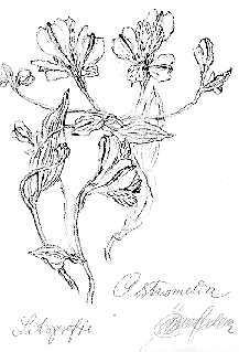 astromelia