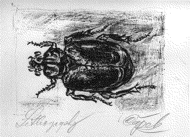 beetle