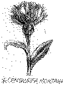 centaurea