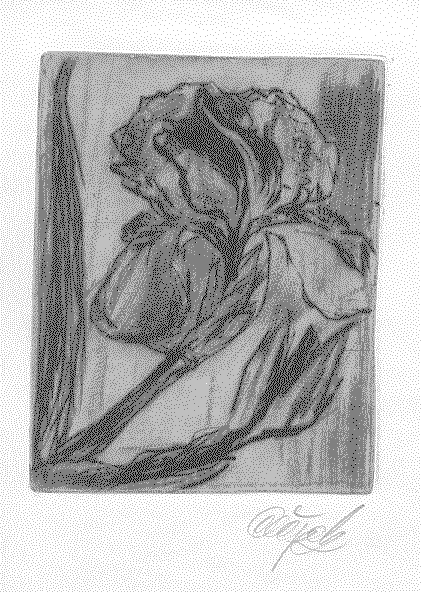 iris