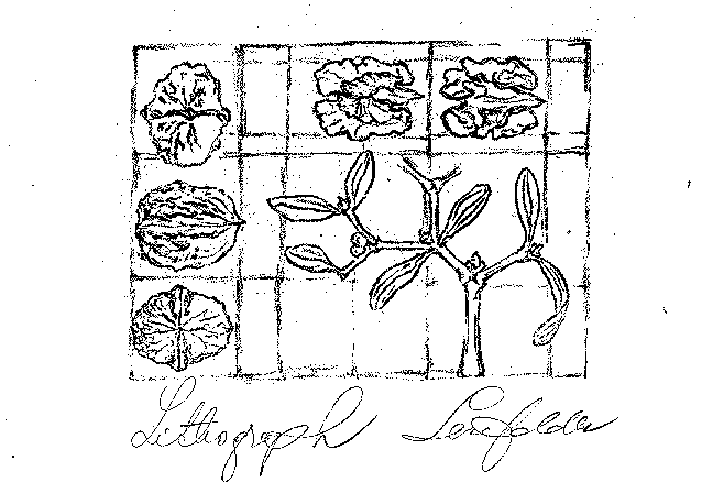 mistletoe