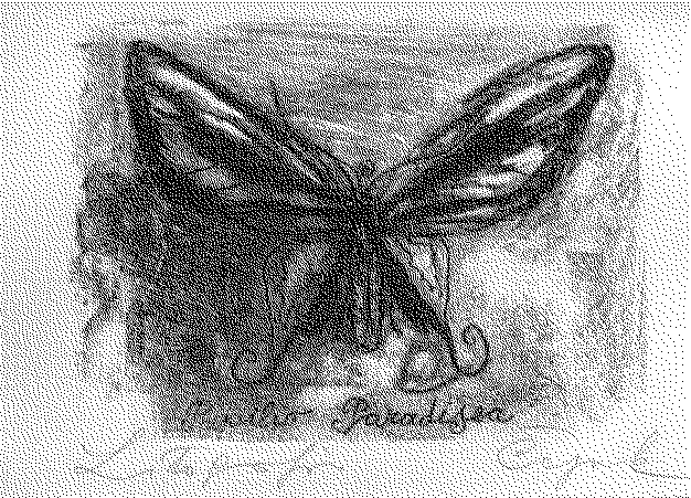 papilio