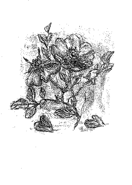 rose