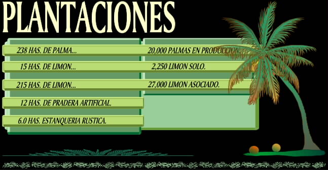 Plantaciones: Palmas, Limones, Estanques de Camar�n.