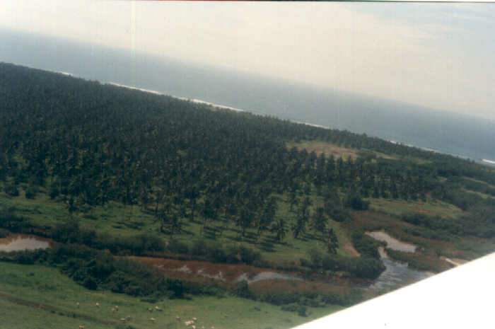 Palma de Coco 'Alto del Pac�fico'.