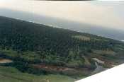 Palma de Coco 'Alto del Pac�fico'.
