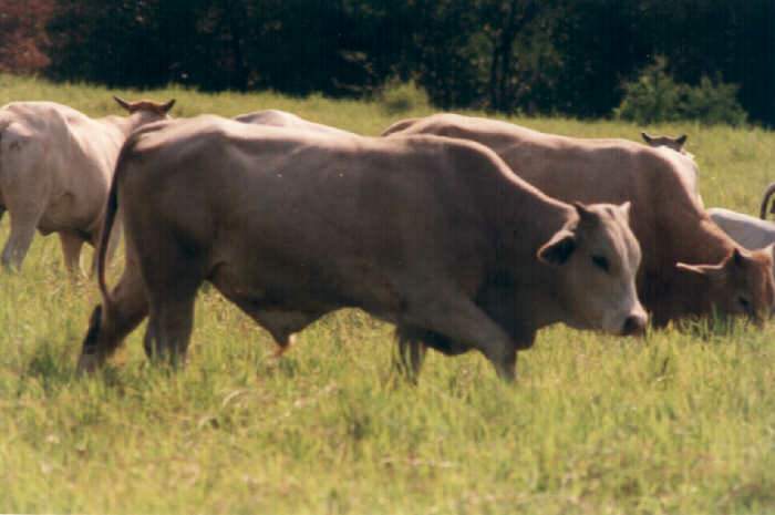 2 Toretes Simbra
