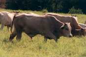 2 Toretes Simbra