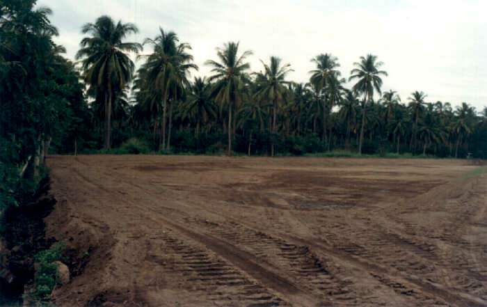 Palma de Coco 'Alto del Pac�fico'.