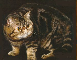 Photo of Butsy