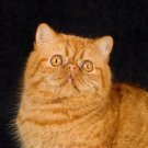 Duncan