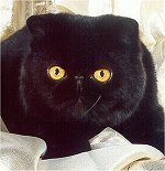 Photo of Mojo