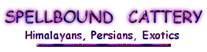 Spellbound Cattery