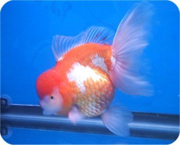 oranda