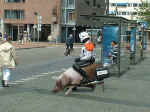 ride_hog.jpg (63732 bytes)