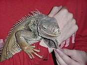Spike again