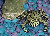 The toad