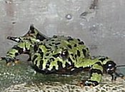 The toad again (no larger image)