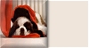 St. Bernard