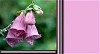 Foxglove on Orchid