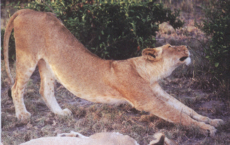 stretch.jpg (52795 bytes)
