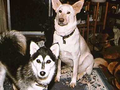 Nika - The Siberian Husky