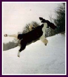 Becky chasing snowballs