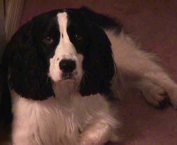 Sadie