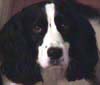 Sadie