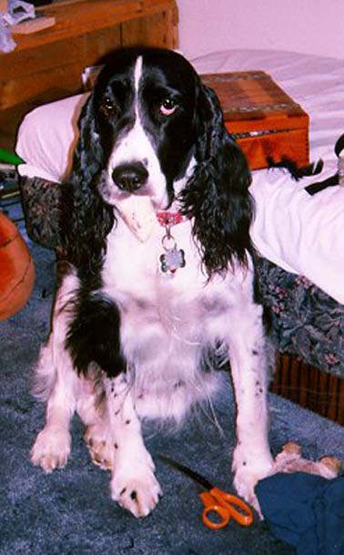 Aengus