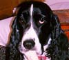 Aengus